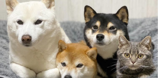 tre shiba inu e un gatto