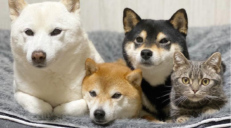 tre shiba inu e un gatto