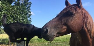 gatto e cavallo amici