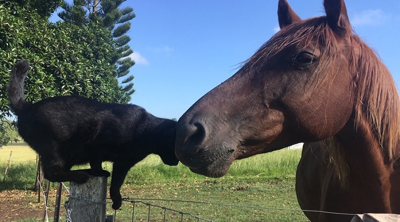 gatto e cavallo amici