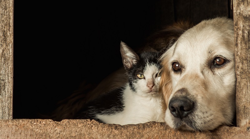 legge di bilancio animali domestici