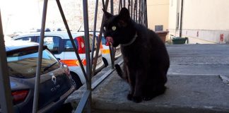 gatto dei vigili di lucca