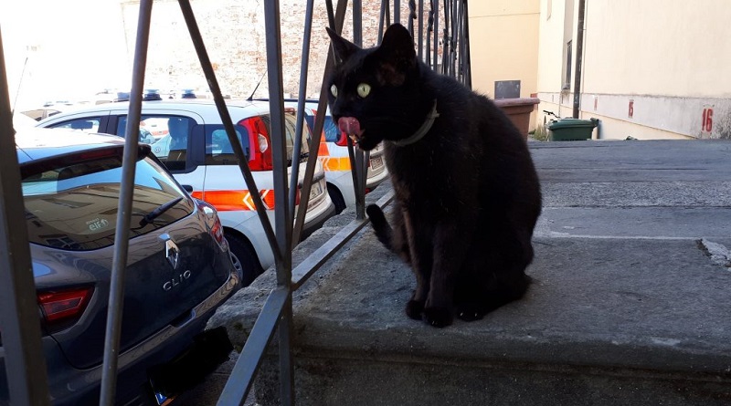 gatto dei vigili di lucca