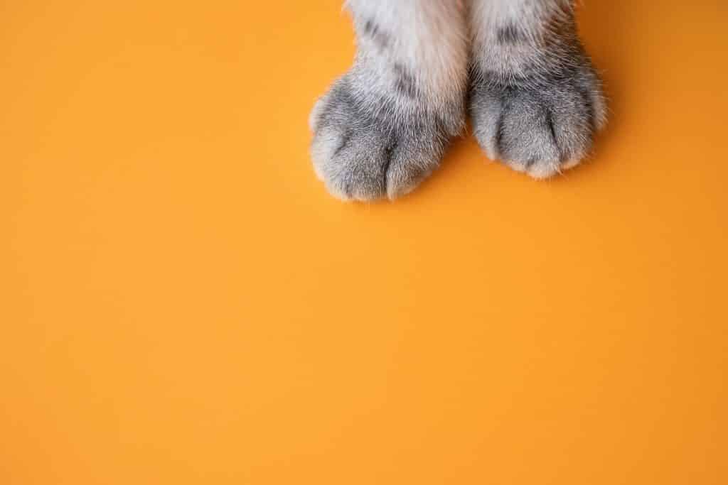 Le zampe del gatto hanno tutto un mondo da raccontare: ecco tutte le curiosità!
