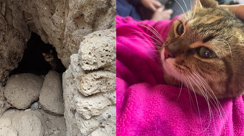 La gatta Mia è tornata a casa: era bloccata da 23 giorni nel Castello Ducale