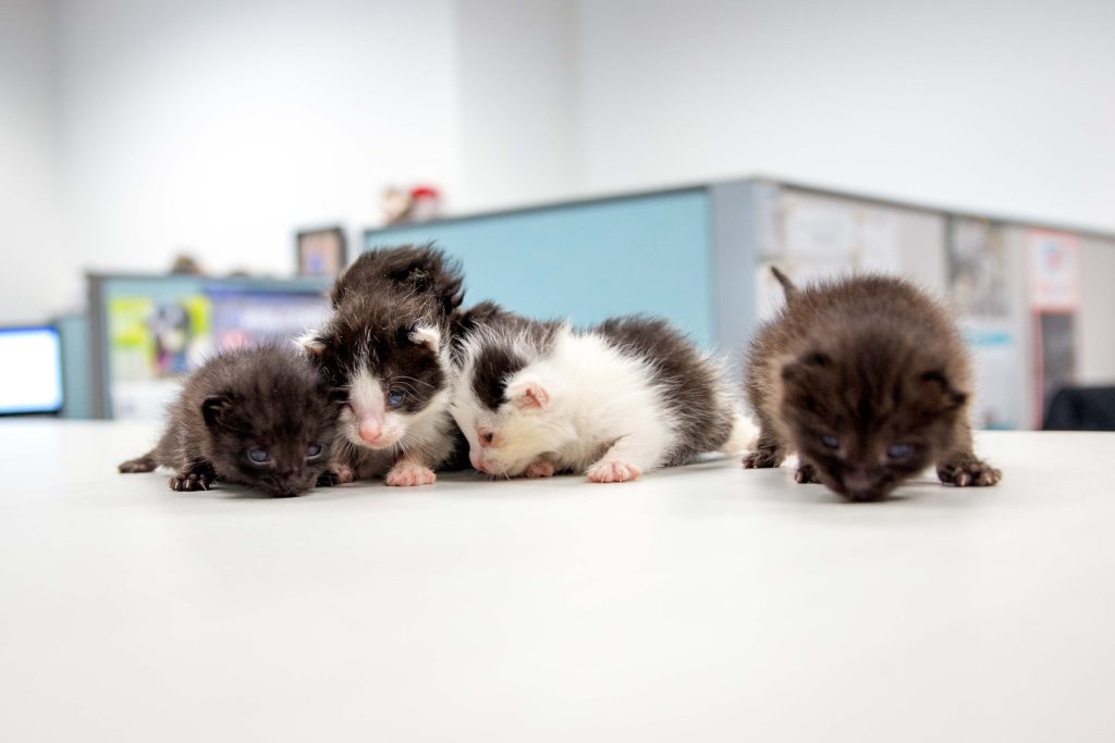 Cinque gattini sono sopravvissuti a un viaggio di 700 km all’interno di una trave di ferro