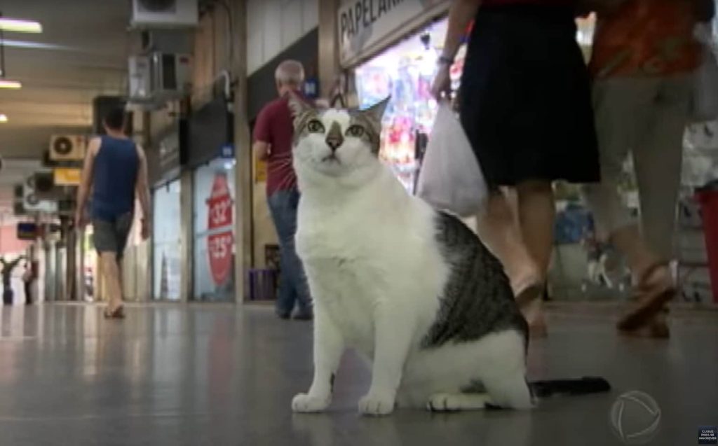 Brasile: un gatto viene bandito dal centro commerciale. Un giudice però dà ragione al gatto