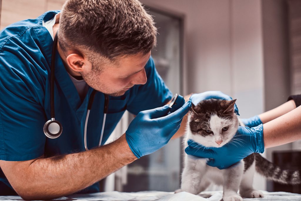 A breve nascerà il primo ospedale veterinario pubblico di Roma