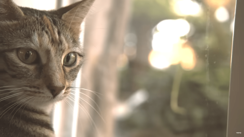 L’omaggio ai gatti di Ron, una canzone d’amore bellissima