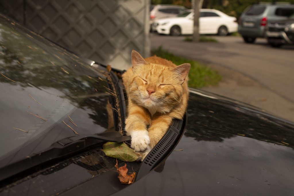 I gatti randagi cercano calore nel motore delle auto: fate attenzione!