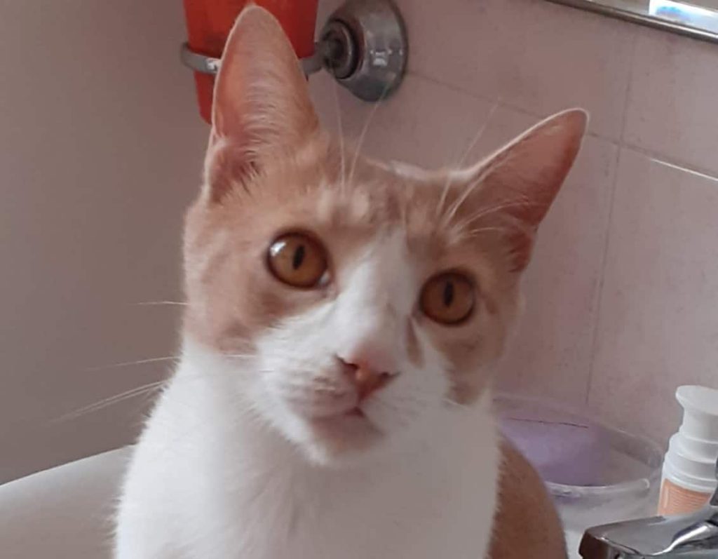 La bambina che ha chiesto a Babbo Natale il ritorno del suo gatto Aldo