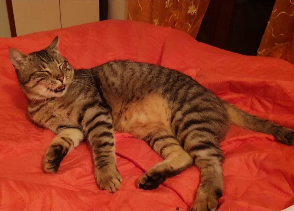 Salvato un gatto precipitato in mare dal traghetto diretto a Olbia