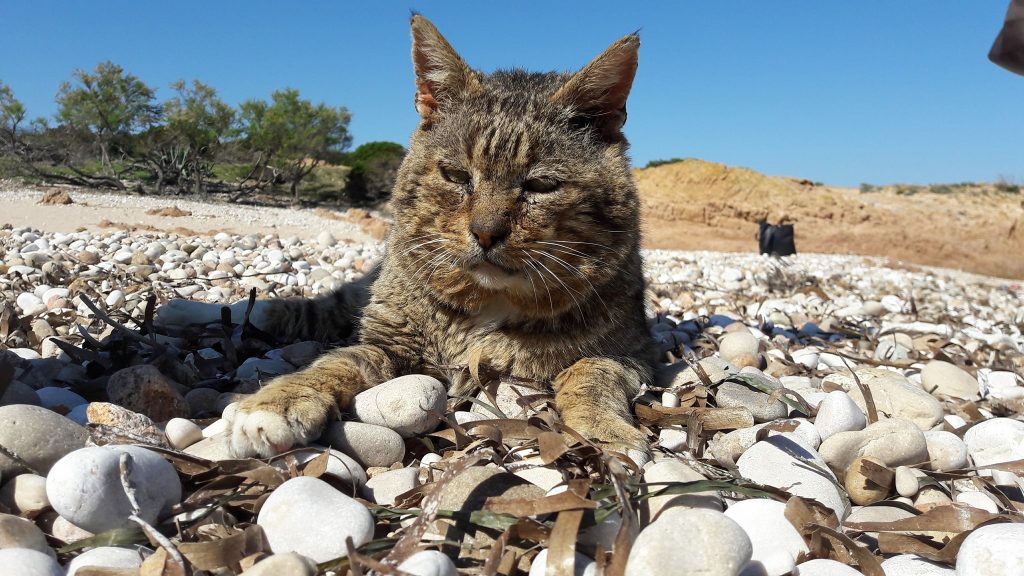 Addio al gatto Muscione di Tavolara