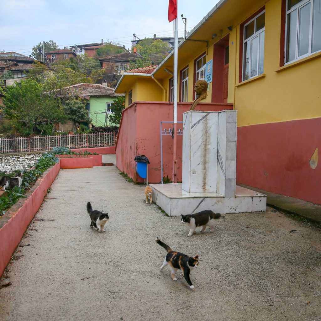 Turchia: a scuola con i gatti randagi. Il bellissimo progetto di una maestra di scuola elementare