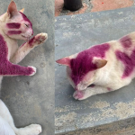 Una studentessa universitaria ha salvato un gatto dipinto di viola