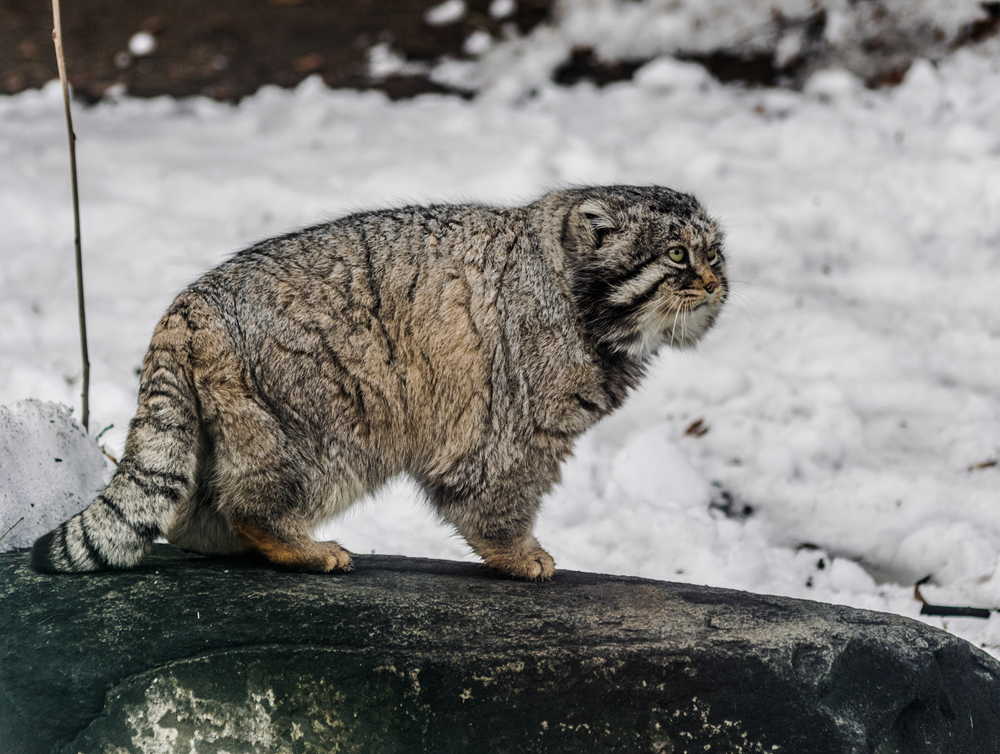 Adotta un gattino di Pallas a distanza e contribuirai a salvarlo da cacciatori e predatori