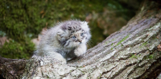 adotta a distanza gattini di pallas