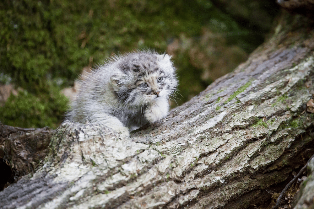 adotta a distanza gattini di pallas