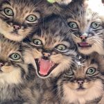 Proteggiamo i gattini di Pallas dai cacciatori e salviamoli dall’estinzione: adottane uno a distanza. Ecco come fare
