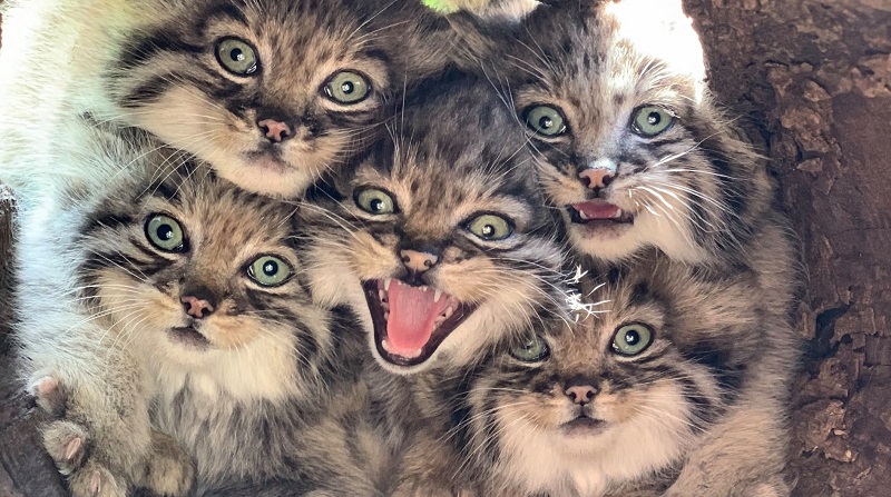 Proteggiamo i gattini di Pallas dai cacciatori e salviamoli dall’estinzione: adottane uno a distanza. Ecco come fare