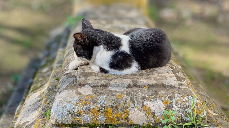Milano: dal 2025 sarà possibile seppellire gli animali domestici insieme ai loro umani
