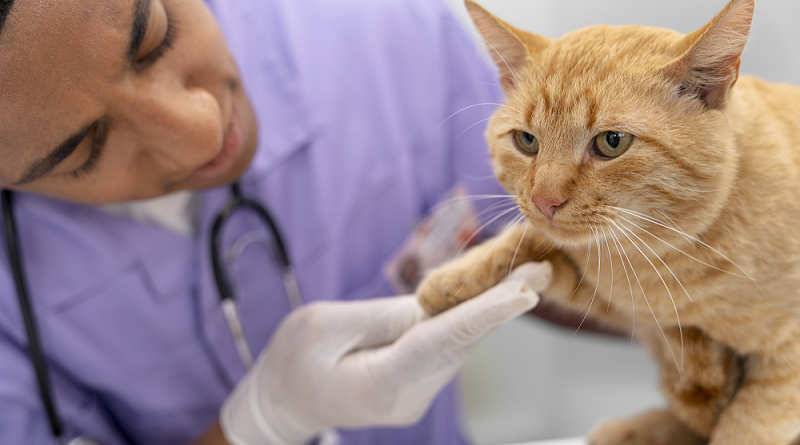 Bonus Animali Domestici 2025: come ottenerlo