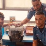 Lilith, la gatta abbandonata per un mese in casa senza cibo: salvata e adottata da un Carabiniere