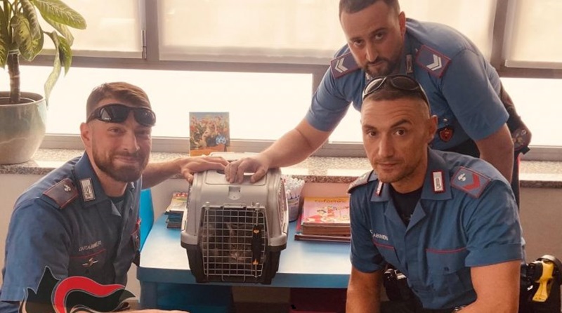 Lilith, la gatta abbandonata per un mese in casa senza cibo: salvata e adottata da un Carabiniere