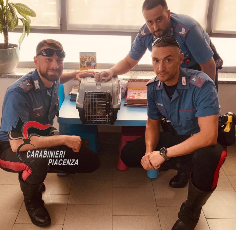 carabiniere salva e adotta gatta