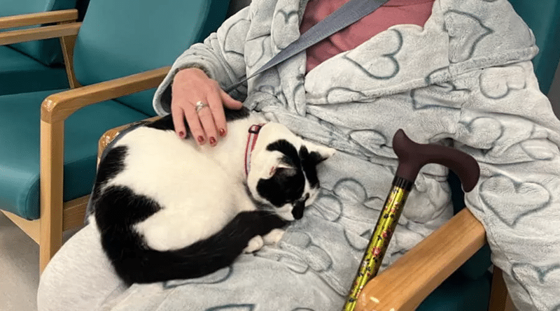 Crumb, il gatto del James Paget Hospital che porta conforto a pazienti e personale