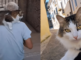 gatto billy va in giro sulle spalle del suo salvatore