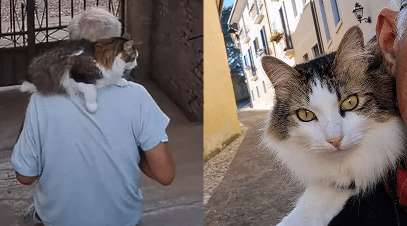 Conegliano Veneto ama Billy, il gatto star che va in giro sulle spalle del suo salvatore