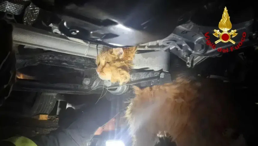 gatto intrappolato in un auto