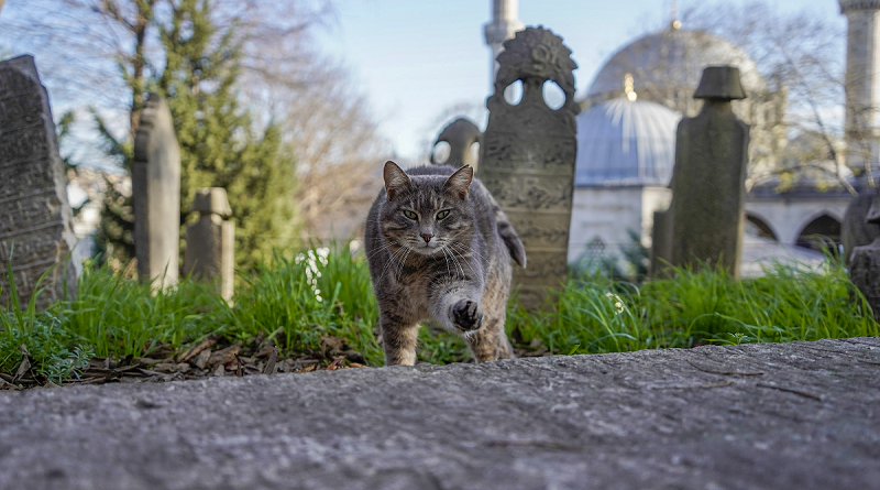 A Rovato (Bs) via libera alla sepoltura congiunta di animali domestici e persone