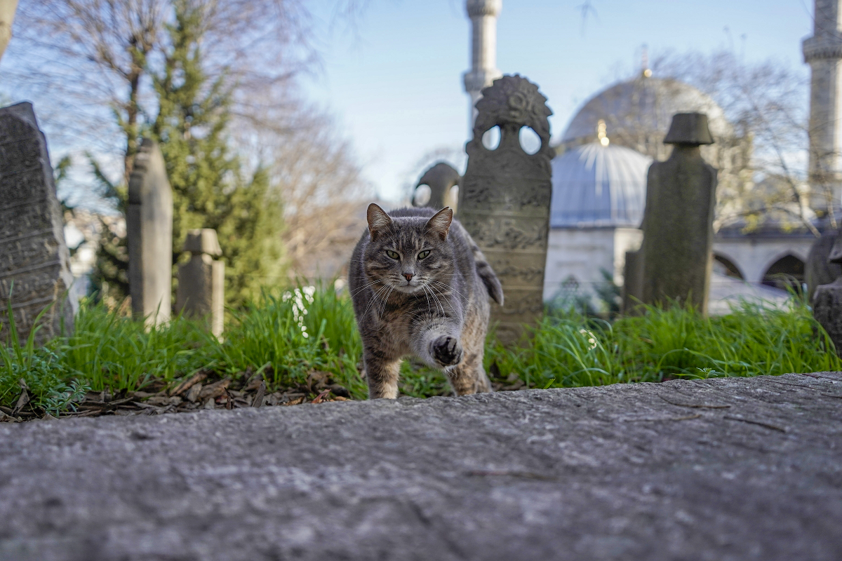 a Rovato animali domestici sepolti con le persone