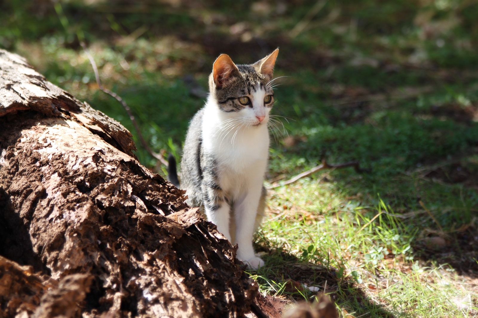 enpa ruvo di puglia segnaletica colonie feline