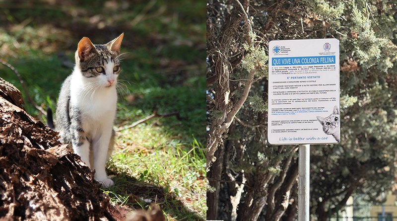Colonie feline a Ruvo di Puglia: installati nuovi cartelli per la tutela dei gatti