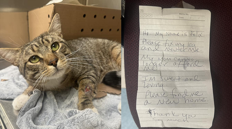 Gatto abbandonato insieme a un biglietto straziante trova una nuova famiglia: la storia di Felix