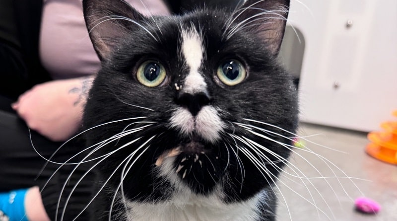 Gatto abbandonato in uno zaino per 24 ore a temperature sottozero: la storia e la rinascita di Mr. Satchel