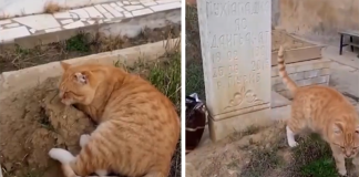 gatto vive sulla tomba del suo umano da 7 anni