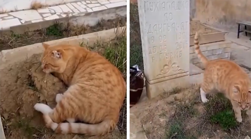 Hachiko, il gatto che da 7 anni si rifiuta di lasciare la tomba del suo amico umano