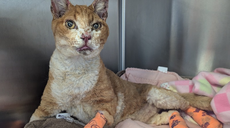 Monty, un gatto a cui hanno dato fuoco, sopravvissuto e rinato contro ogni aspettativa