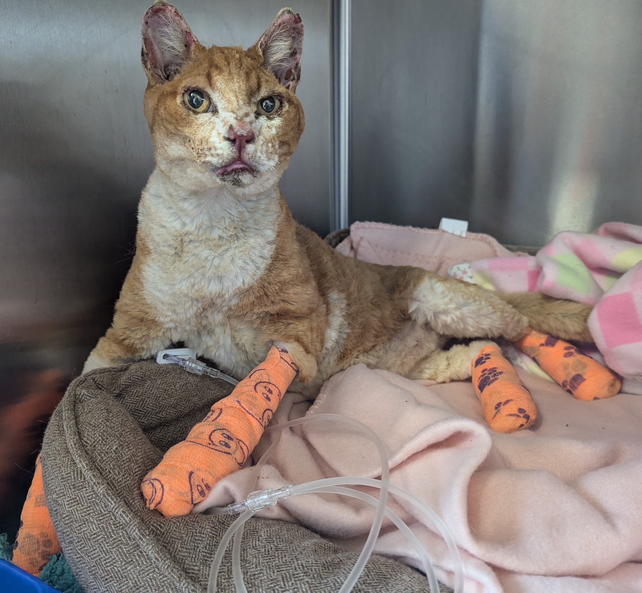 monty gatto a cui è stato dato fuoco