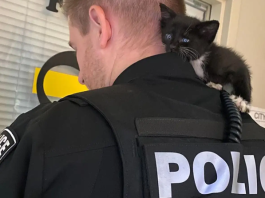 gattino salvato da poliziotto su autostrada