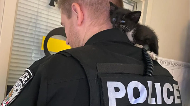 Poliziotto si getta in mezzo al traffico per salvare un gattino: il video diventa virale