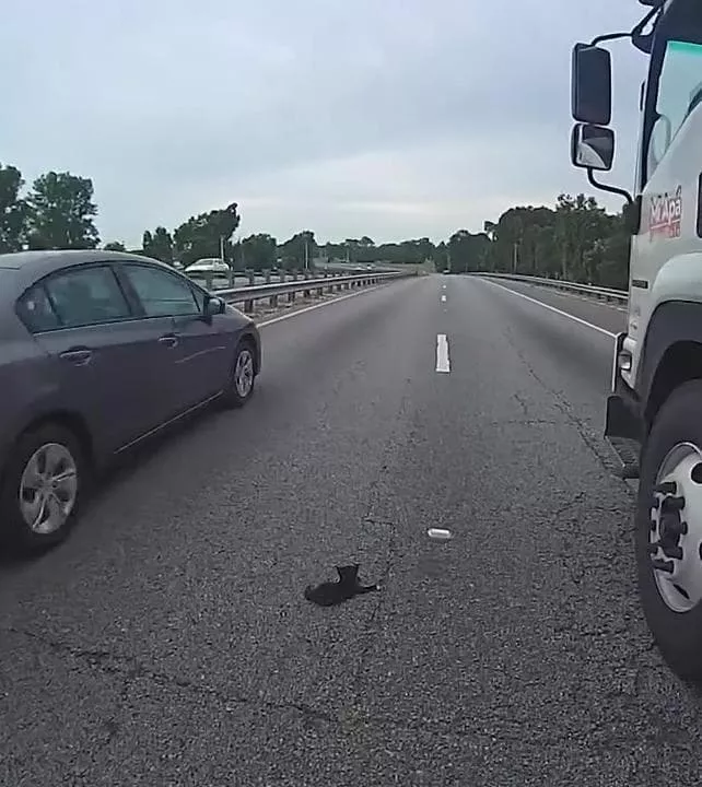 gattino salvato da poliziotto su autostrada