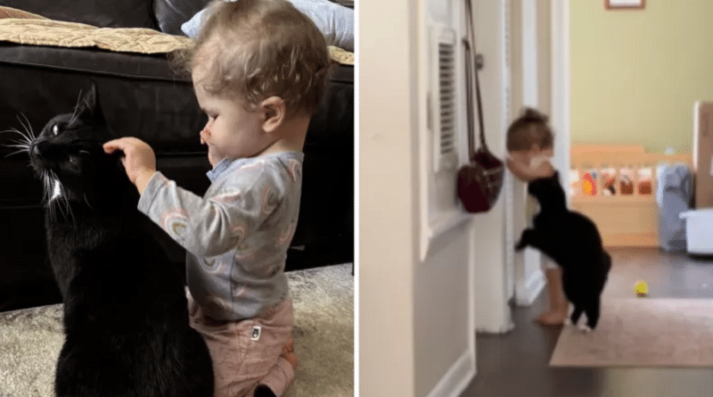 Un gatto schivo e solitario cambia per amore di una bambina cieca: ora sono inseparabili