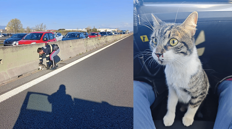 Gattina in pericolo sull’A11: salvata dalla Stradale grazie alla segnalazione degli automobilisti