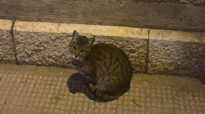 Ritrovato Patatino, il gatto disperso dopo il crollo a Bari: vivo dopo quasi un mese