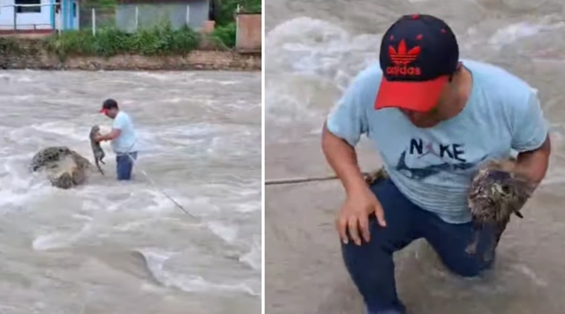 Gatto bloccato su una roccia nel fiume Viscarra: un uomo si getta nel fiume e lo salva